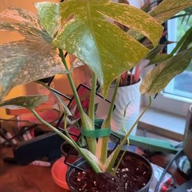Photo of the plant species Monstera 'White Monster' by @CatherineKelly named Drake on Greg, the plant care app