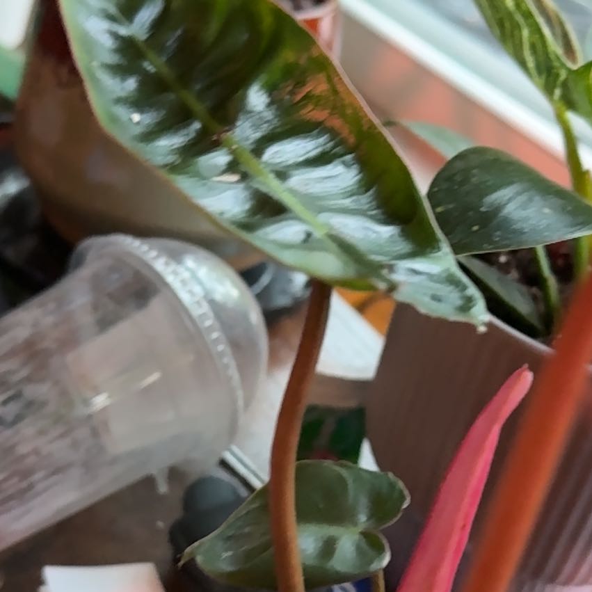 Photo of the plant species Philodendron billietiae by @CatherineKelly named Austen on Greg, the plant care app