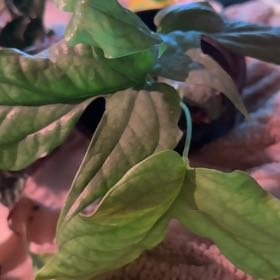 Photo of the plant species Amydrium 'Spider Man' by @CatherineKelly named Sir Plancelot on Greg, the plant care app