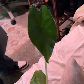 Photo of the plant species Elephant Ear Or Dark Star by @CatherineKelly named Surya on Greg, the plant care app