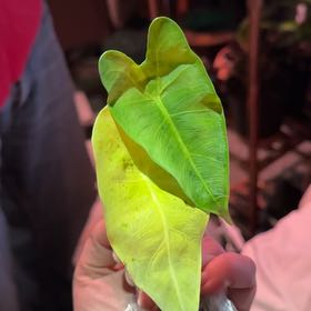 Photo of the plant species Alocasia Frydek by @CatherineKelly named Sproutacus on Greg, the plant care app