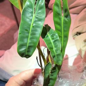 Photo of the plant species Philodendron billietiae by @CatherineKelly named Ulysses S Plant on Greg, the plant care app