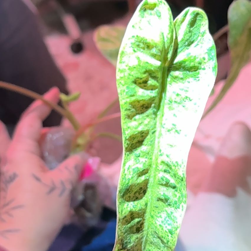 Photo of the plant species Philodendron by @CatherineKelly named Girlfrond on Greg, the plant care app