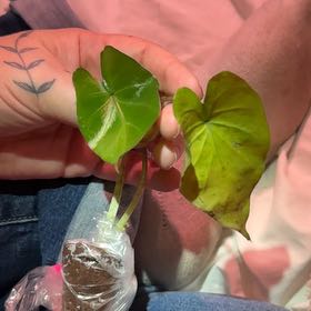 Photo of the plant species Metalhead by @CatherineKelly named Marley on Greg, the plant care app