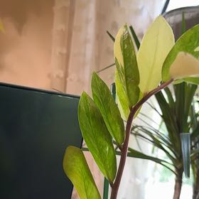 Photo of the plant species Variegated ZZ by @CatherineKelly named Peter Parker on Greg, the plant care app