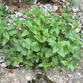 Photo of the plant species Catmint by @CatherineKelly named Hamilton on Greg, the plant care app