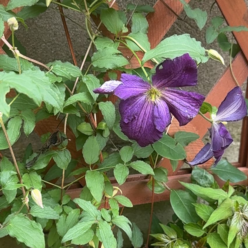 Photo of the plant species Purple Clematis by @CatherineKelly named Leonardo on Greg, the plant care app