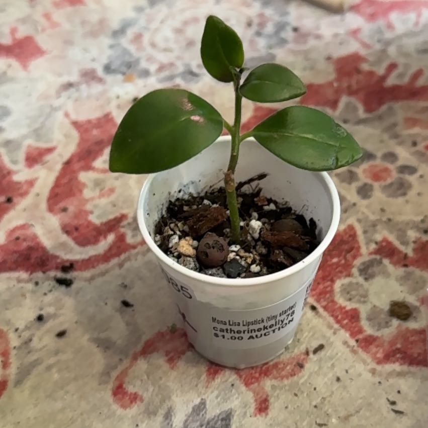 Photo of the plant species Lipstick Plant by @CatherineKelly named Doja Cat on Greg, the plant care app