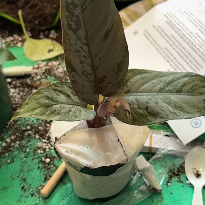 Photo of the plant species Purple Sword by @CatherineKelly named Fernie Saunders on Greg, the plant care app