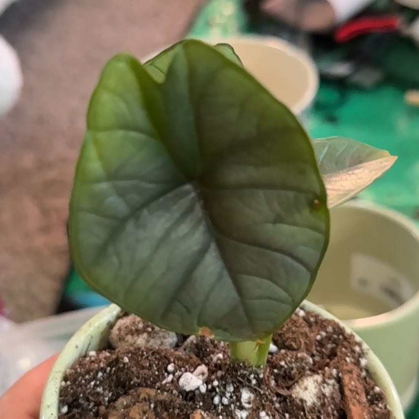 Photo of the plant species Alocasia Platinum by @CatherineKelly named Tree Diddy on Greg, the plant care app