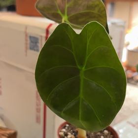 Photo of the plant species Alocasia Golden Bone by @CatherineKelly named Sonora on Greg, the plant care app