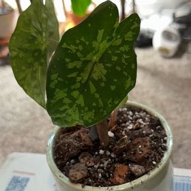 Photo of the plant species Alocasia Shattered Glass by @CatherineKelly named Bieber on Greg, the plant care app