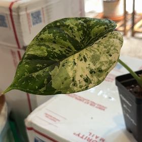 Photo of the plant species Alocasia Dragon Scale Mint by @CatherineKelly named Taylor Swift on Greg, the plant care app