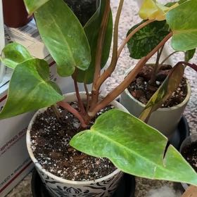 Photo of the plant species Philodendron Painted Lady by @CatherineKelly named Captain Plant-it on Greg, the plant care app