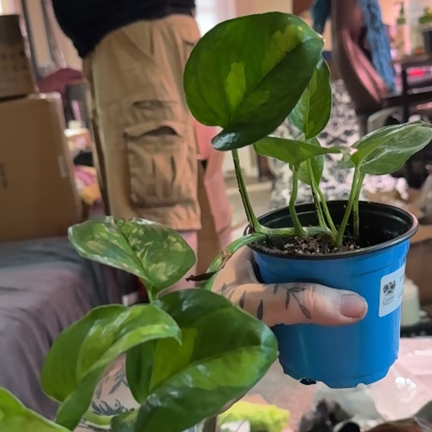 Photo of the plant species Global Green Pothos by @CatherineKelly named Hemingway on Greg, the plant care app
