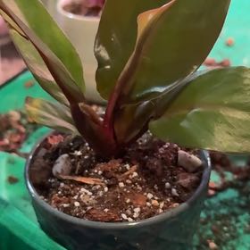 Photo of the plant species Philodendron Red Sun by @CatherineKelly named Luna on Greg, the plant care app