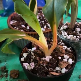 Photo of the plant species Chlorophytum 'Fire Flash' by @CatherineKelly named McKinley on Greg, the plant care app
