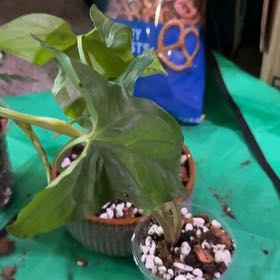 Photo of the plant species Buddha's Palm by @CatherineKelly named Keanu Leaves on Greg, the plant care app