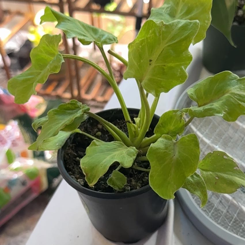 Photo of the plant species Variegated Philodendron Xanadu by @CatherineKelly named Michelle Branch on Greg, the plant care app