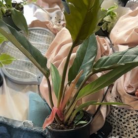 Photo of the plant species philodendron chocolate empress by @CatherineKelly named Sanders on Greg, the plant care app