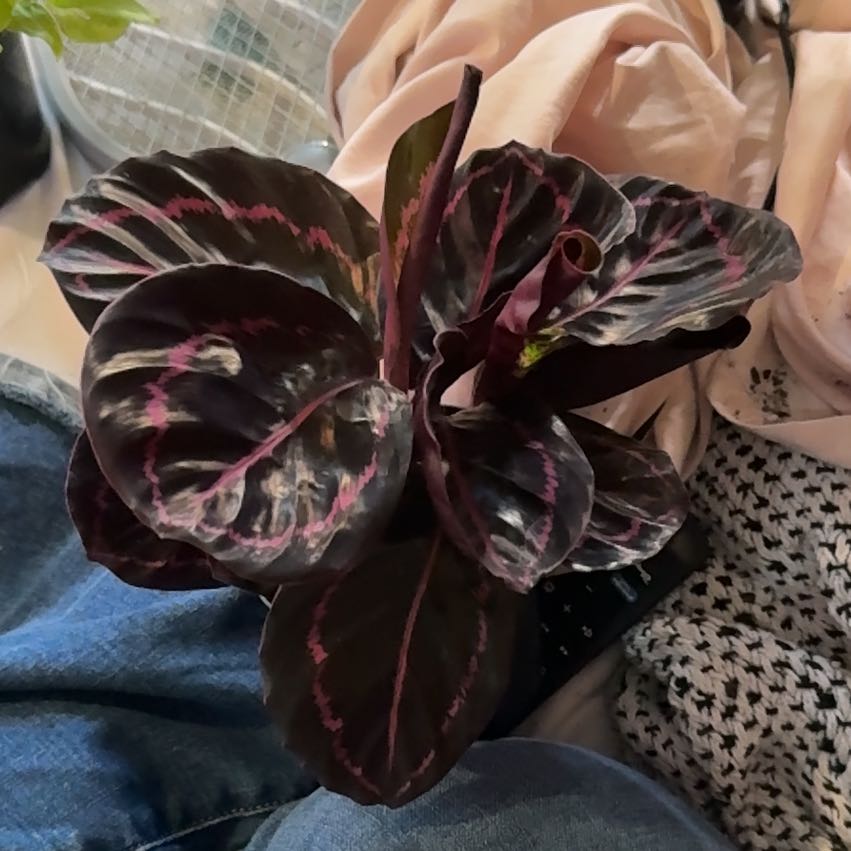 Photo of the plant species Calathea Dottie by @CatherineKelly named Dottie on Greg, the plant care app