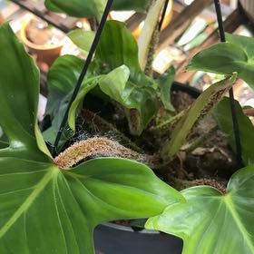 Photo of the plant species Hairy Philodendron by @CatherineKelly named Darwin on Greg, the plant care app