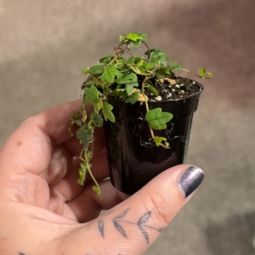Photo of the plant species Ficus 'String of Frogs' by @CatherineKelly named Michelle Branch on Greg, the plant care app