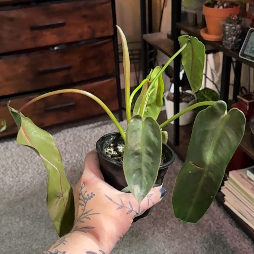 Photo of the plant species Philodendron Spiritus Sancti by @CatherineKelly named da Vinci on Greg, the plant care app