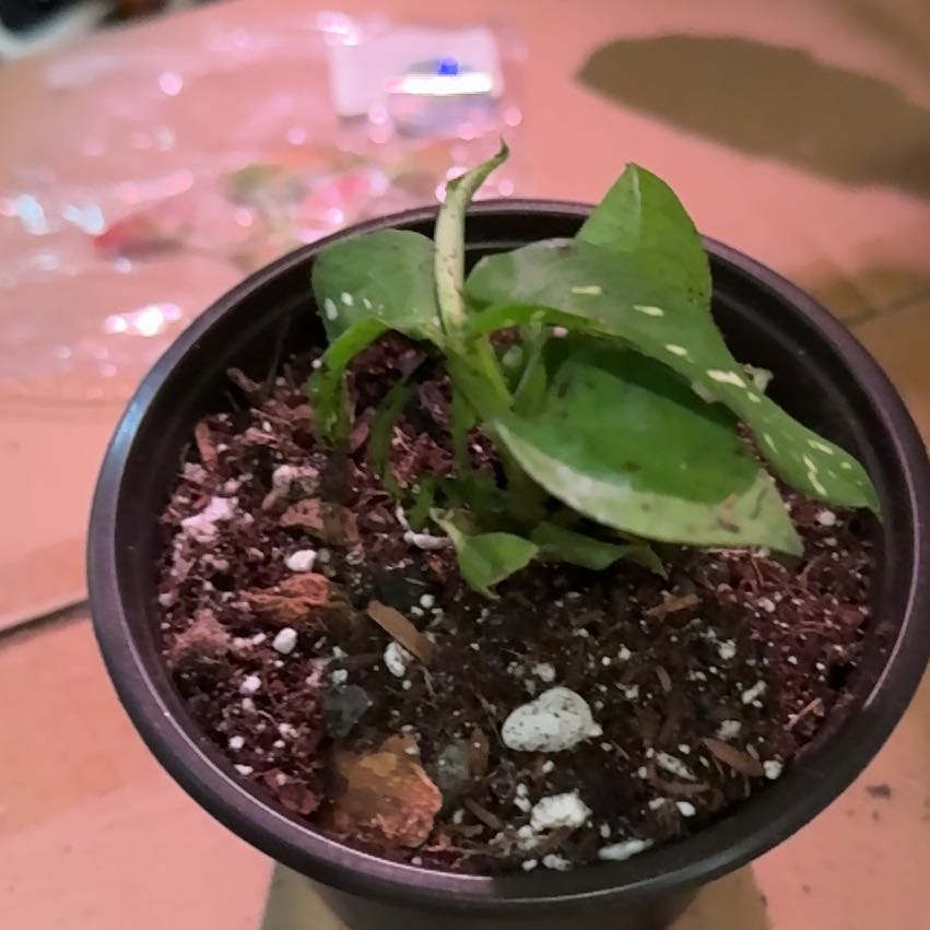 Photo of the plant species Aglaonema 'Super White' by @CatherineKelly named Baesil on Greg, the plant care app