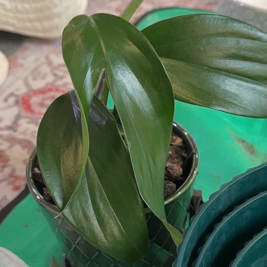 Photo of the plant species Philodendron Dragon Tail by @CatherineKelly named Daphne on Greg, the plant care app