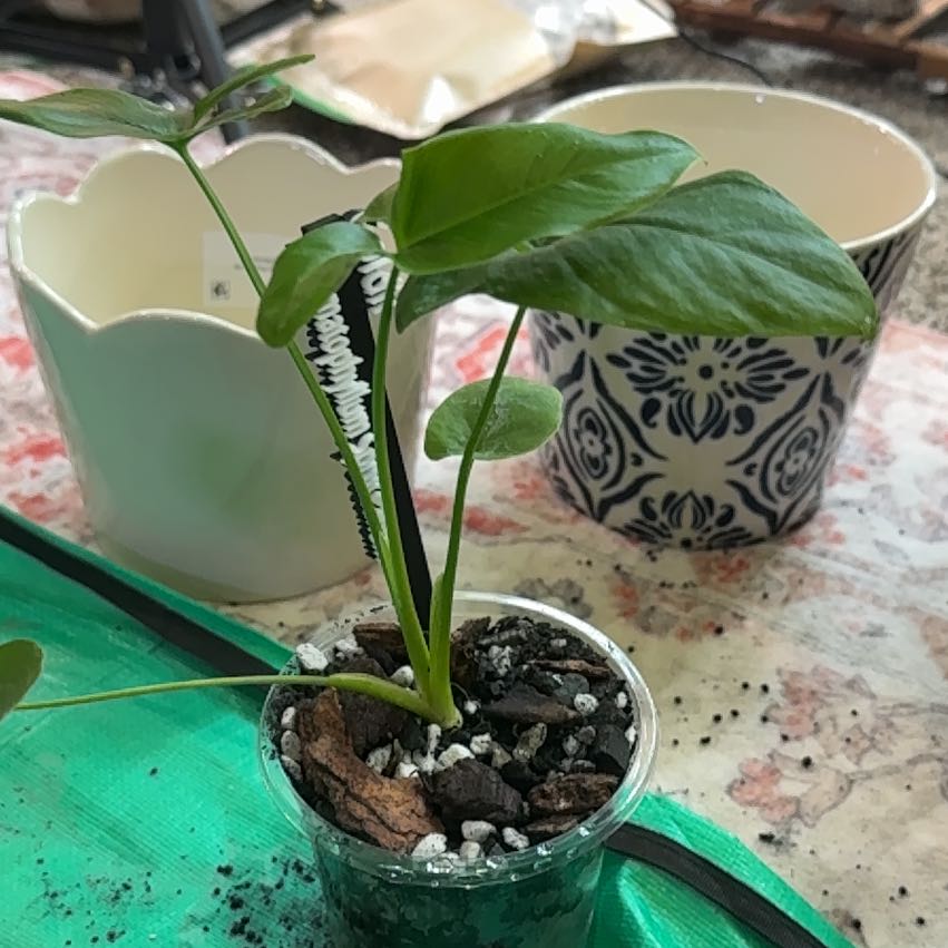 Photo of the plant species Thaumatophyllum spruceanum by @CatherineKelly named Tupot amaroot on Greg, the plant care app