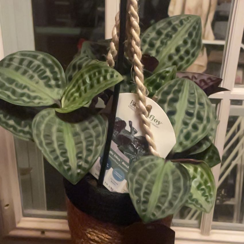 Photo of the plant species Jungle diva 'Roxie' by @HipSeaoxeye76 named Austen on Greg, the plant care app