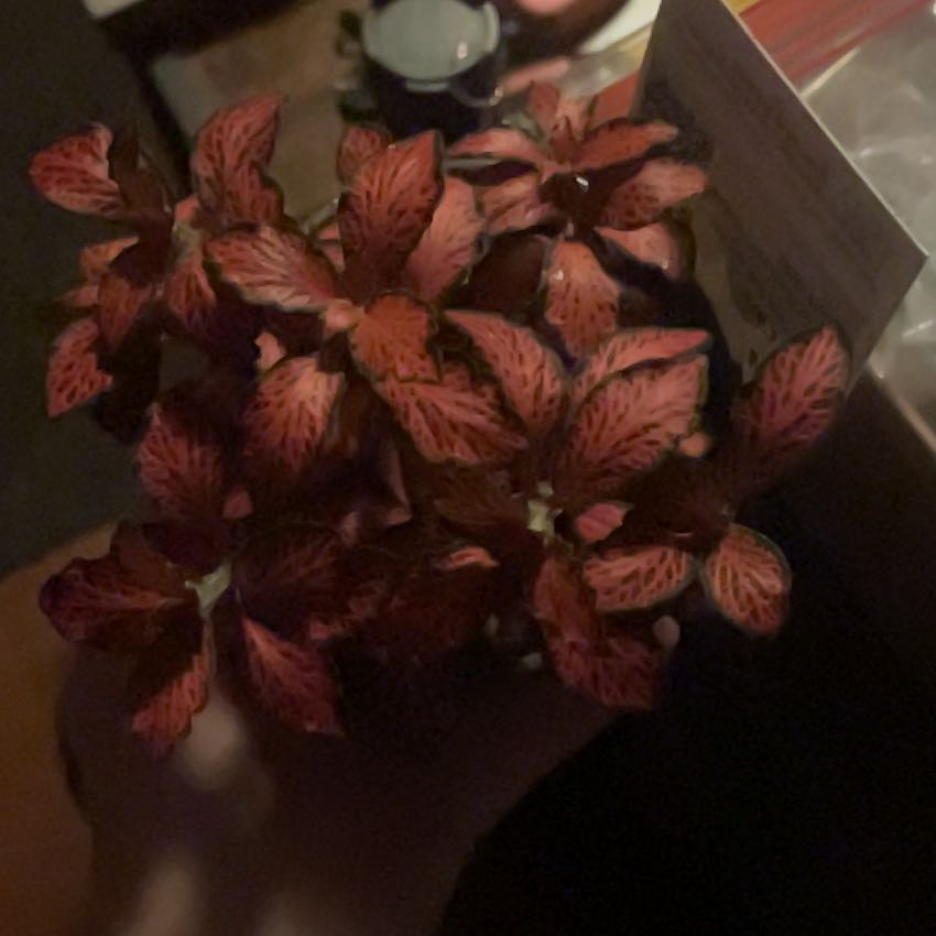 Photo of the plant species Fittonia by @HipSeaoxeye76 named Bigleef Smalls on Greg, the plant care app