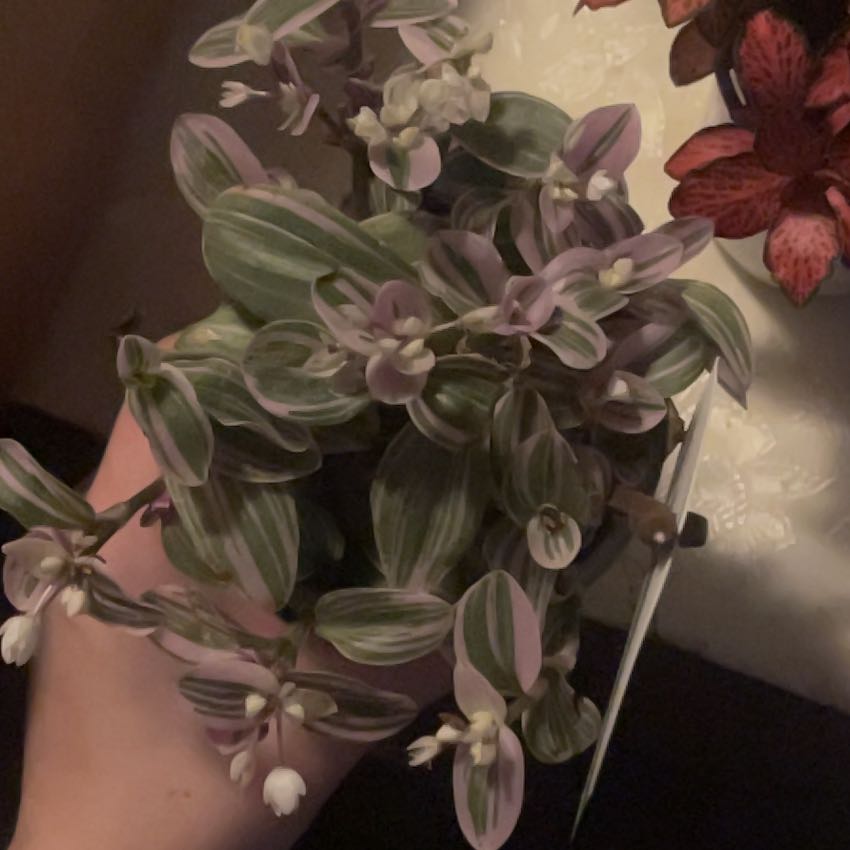 Photo of the plant species Feeling Flirty by @HipSeaoxeye76 named Gomez on Greg, the plant care app
