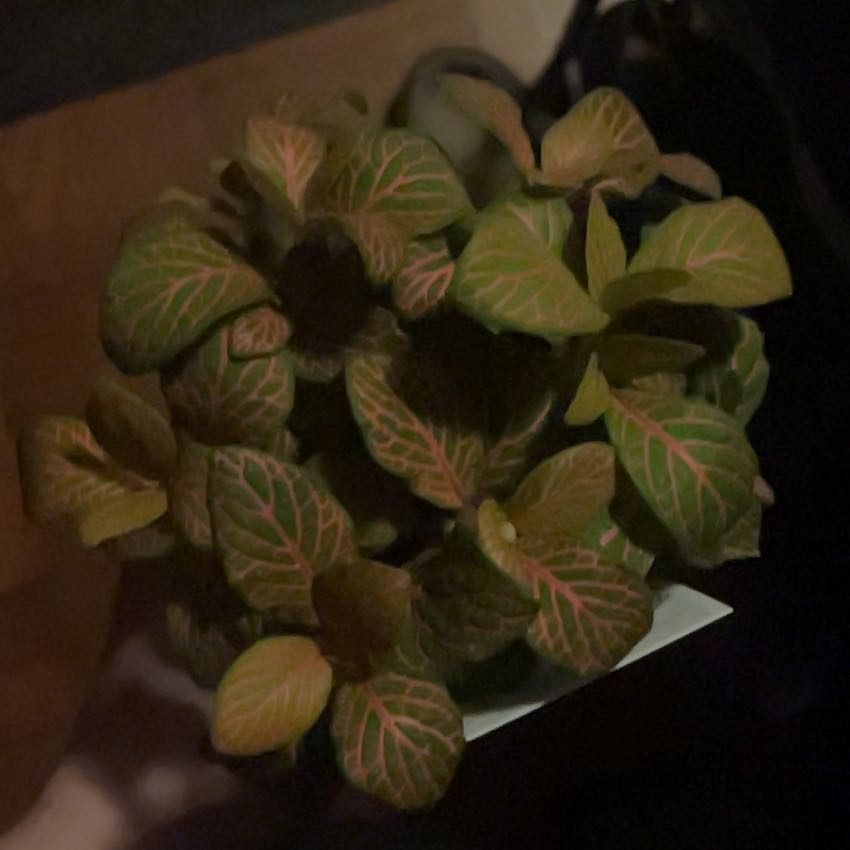 Photo of the plant species Pink Wave Nerve Plant by @HipSeaoxeye76 named da Vinci on Greg, the plant care app