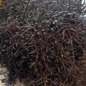 Photo of the plant species String of Beads 'Purple Flush' by @HipSeaoxeye76 named Figyonce on Greg, the plant care app