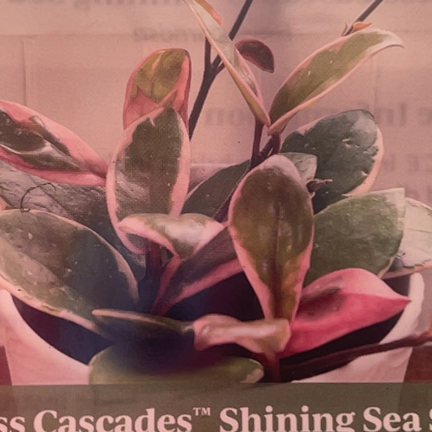 Photo of the plant species Hoya 'Shining Sea Star' by @HipSeaoxeye76 named Girlfrond on Greg, the plant care app