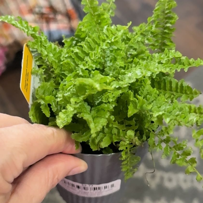 Photo of the plant species fluffy ruffle fern by @ParamountKaro72 named Huckleberry Fern on Greg, the plant care app