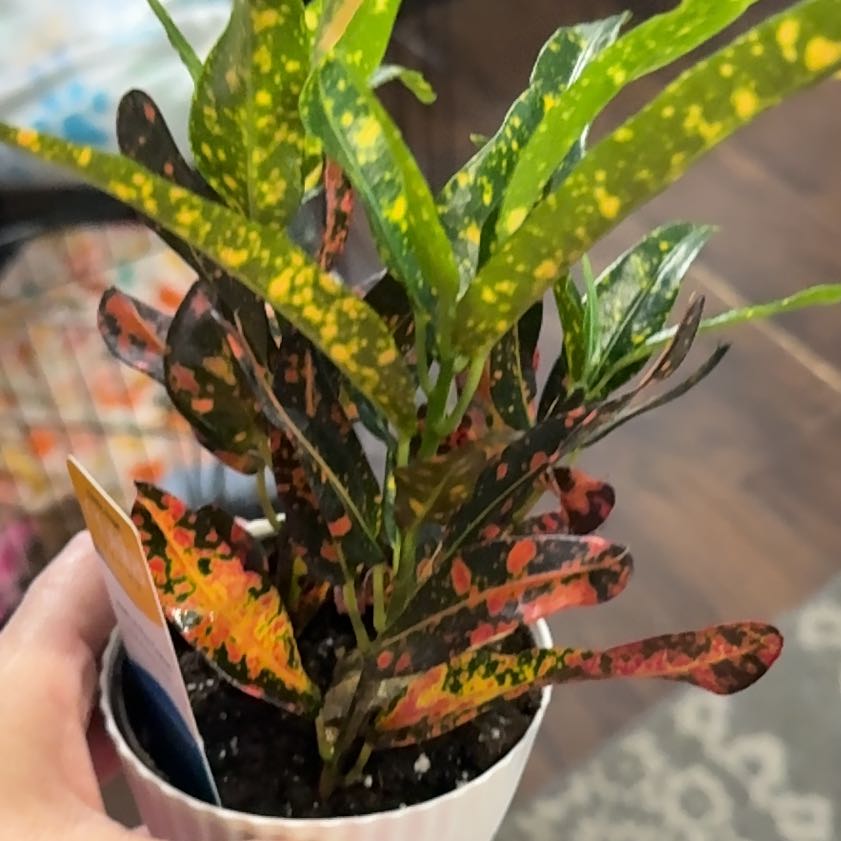 Photo of the plant species Bush on Fire Croton by @ParamountKaro72 named James Dean on Greg, the plant care app
