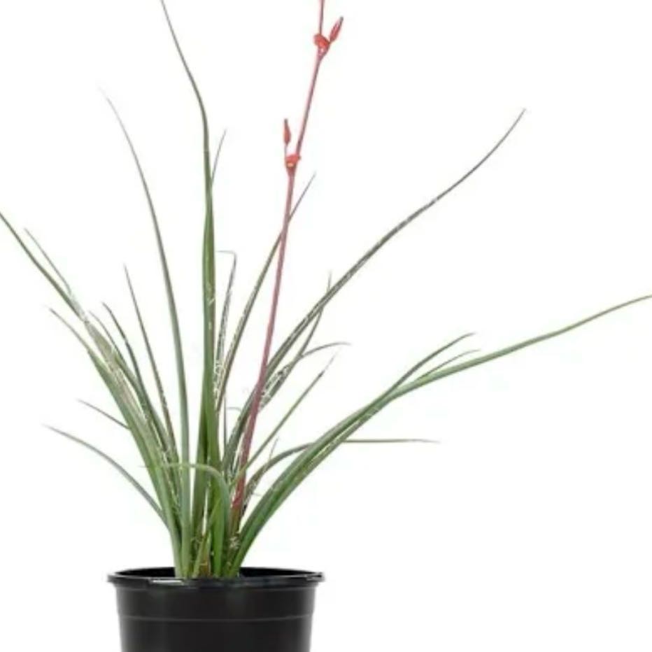Photo of the plant species Giant Airplant by @SolidSoursop25 named Michelle Branch on Greg, the plant care app