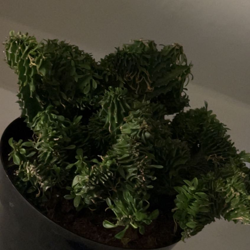 Photo of the plant species Crested African Candelabra by @SupermanRuby named Fernie Mac on Greg, the plant care app