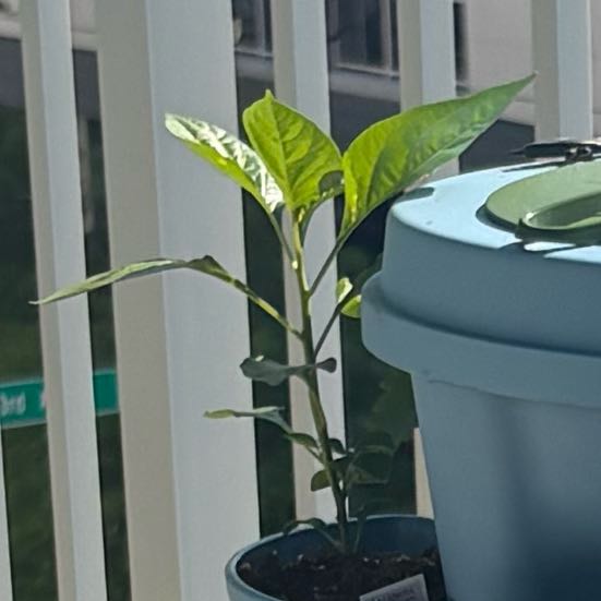 Photo of the plant species Tobasco Pepper by @Badplantmom222 named Nithin on Greg, the plant care app