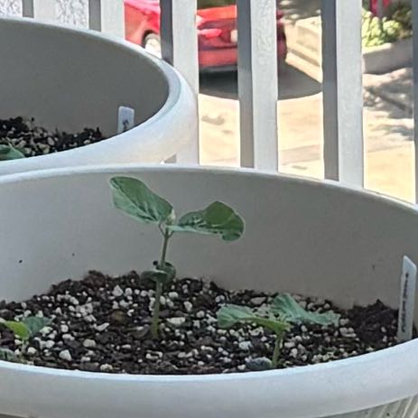 Photo of the plant species Soybean by @Badplantmom222 named Bieber on Greg, the plant care app