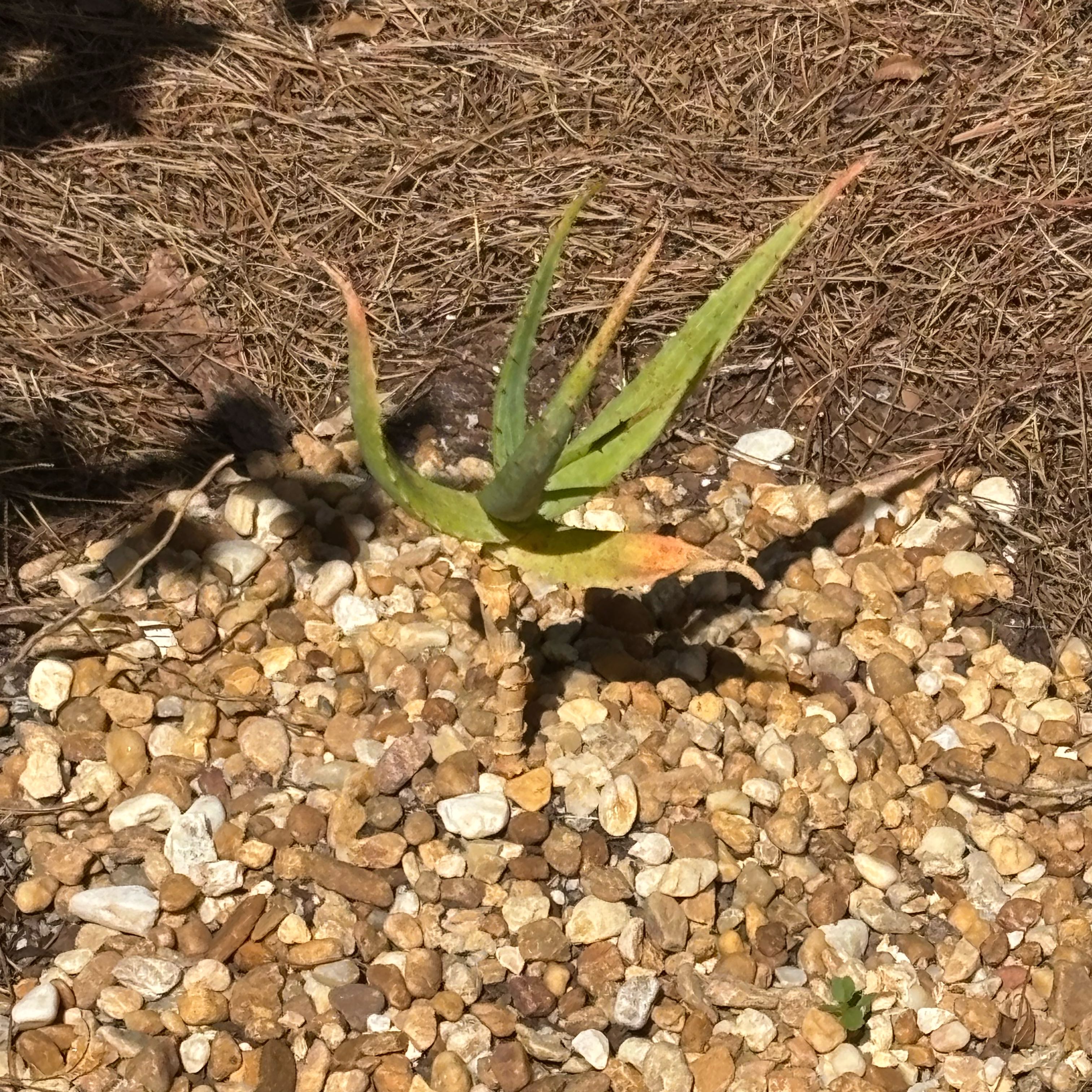 Photo of the plant species Krantz Aloe by @PetiteBibi71 named Krantz aloe on Greg, the plant care app