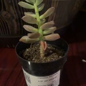 Photo of the plant species Graptosedum 'Vera Higgins' by @ZealFernmoss70 named Prince on Greg, the plant care app