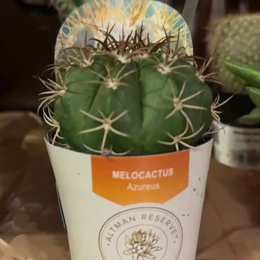 Photo of the plant species Melocactus azureus by @ZealFernmoss70 named Winston on Greg, the plant care app