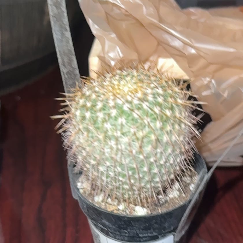 Photo of the plant species Golden Pincushion Cactus by @ZealFernmoss70 named Homer on Greg, the plant care app