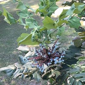 Photo of the plant species Beale's Mahonia by @TiasMan named Baesil on Greg, the plant care app