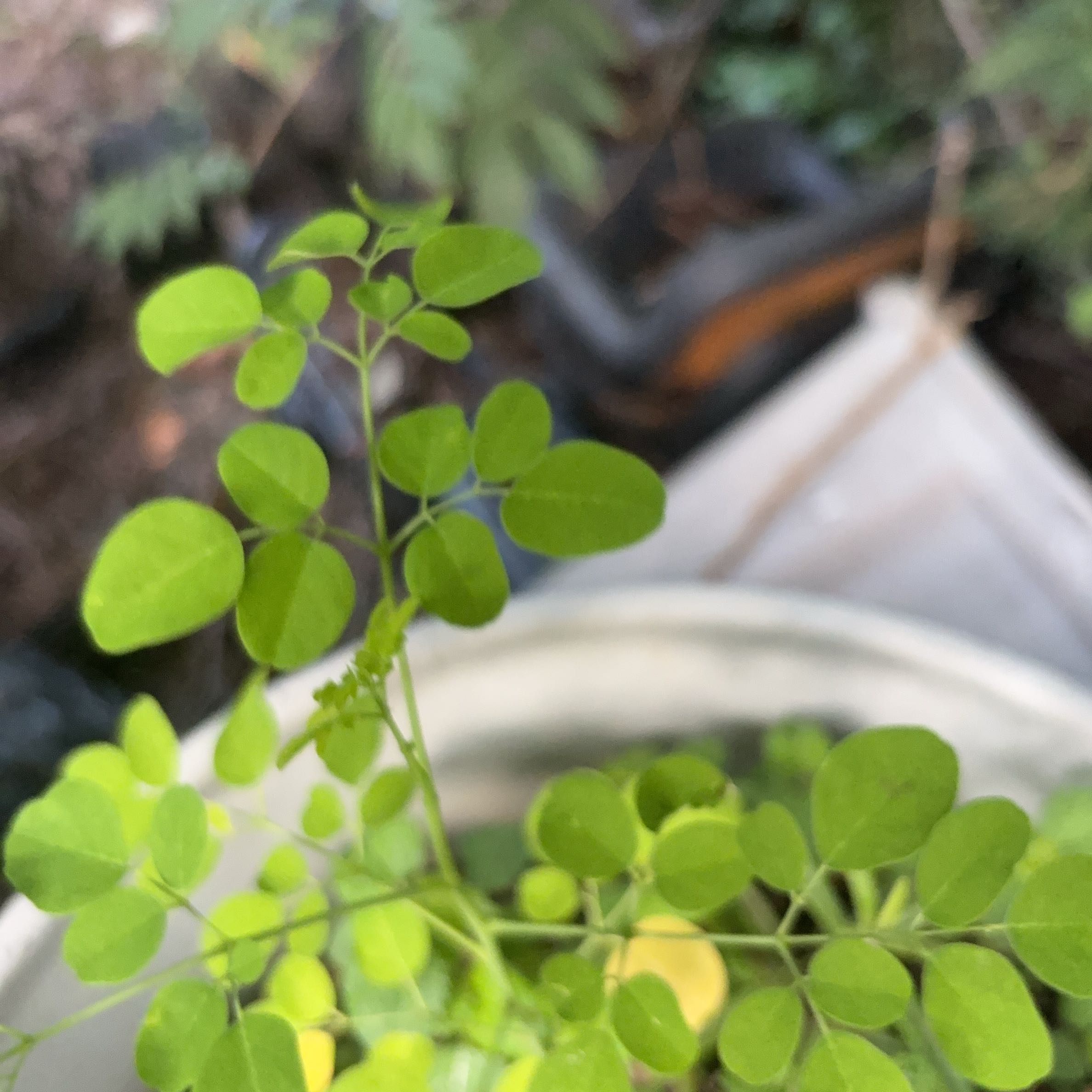 Photo of the plant species Horseradish Tree by @TiasMan named Ringa on Greg, the plant care app