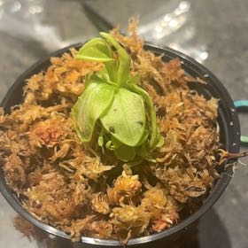 Photo of the plant species Large-Flowered Butterwort by @GoldRedclaws96 named Robert Plant on Greg, the plant care app
